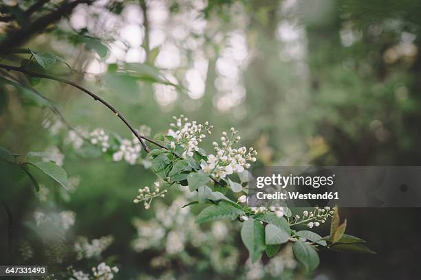 cherry blossoms, prunus padus, in spring - prunus padus stock pictures, royalty-free photos & images