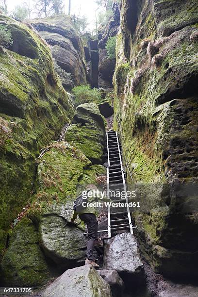 germany, saxony, saxon switzerland national park, female hiker between sandstone rock, ladder - elbsandsteingebirge stock-fotos und bilder