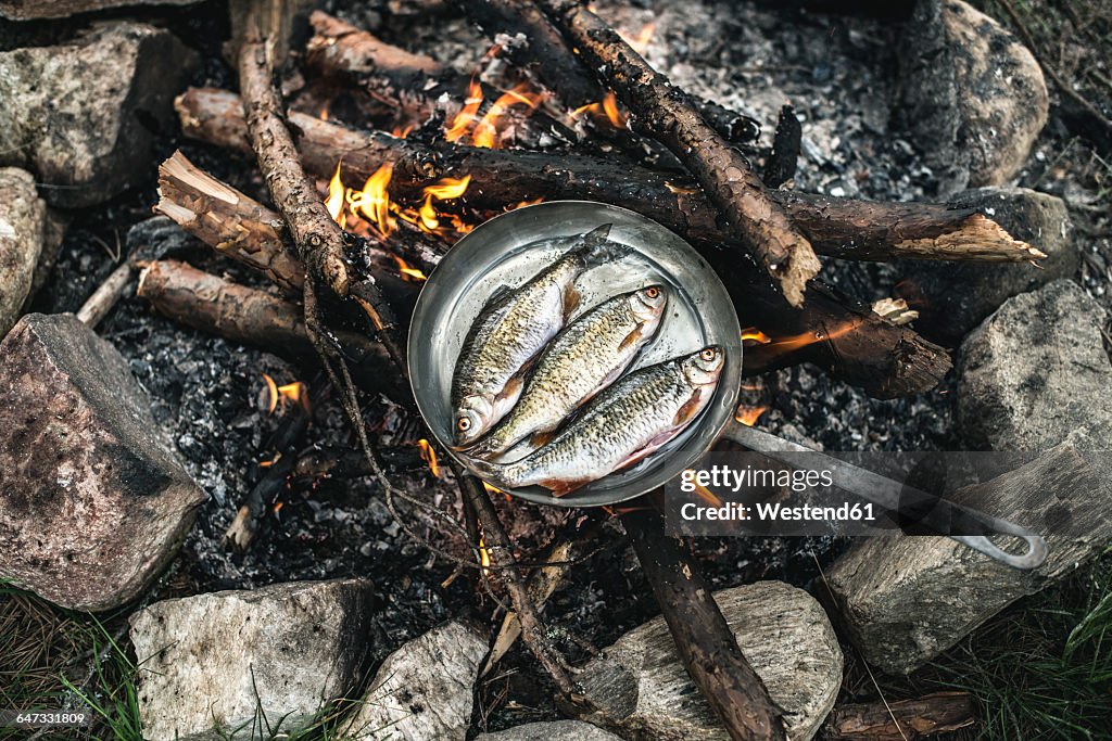 Rudd frying in a pan at camp fire