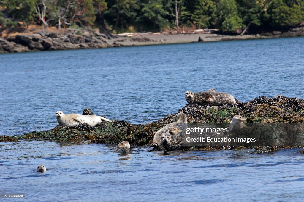 Seal colony basking on rocks San Juan Islands Washington State USA Pacific Coast
