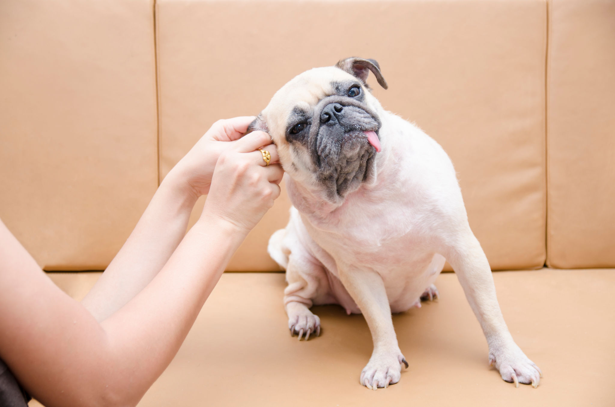 dog ear cleaning