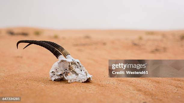 254 Animal Skull Desert Photos and Premium High Res Pictures - Getty Images 254 Animal Skull Desert Photos and Premium High Res Pictures - Getty Images