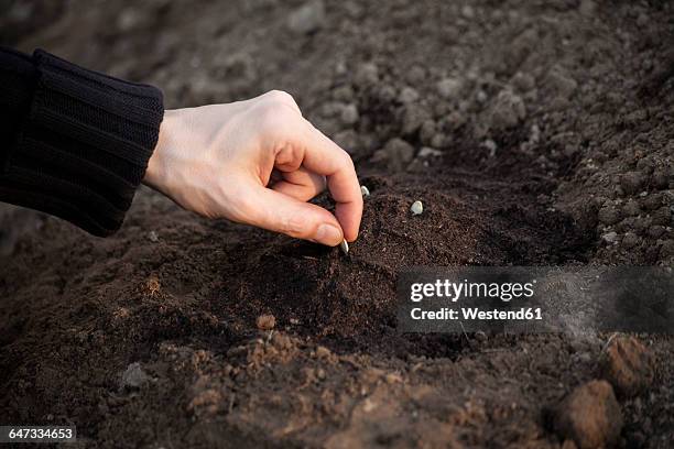 sowing hand - pflanzensamen stock-fotos und bilder