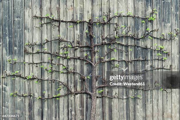 pear tree growing on old wooden wall - obstbaum stock-fotos und bilder