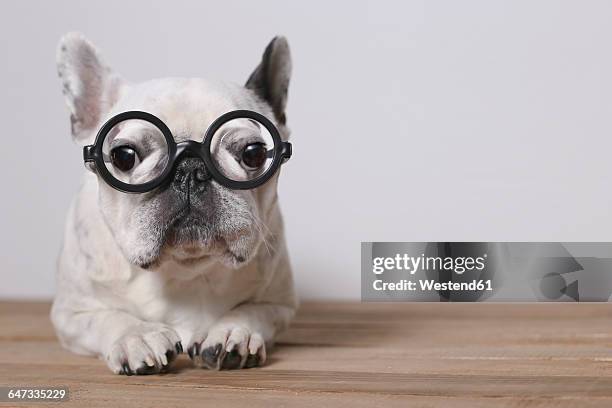 portrait of french bulldog wearing glasses - miope and humor fotografías e imágenes de stock