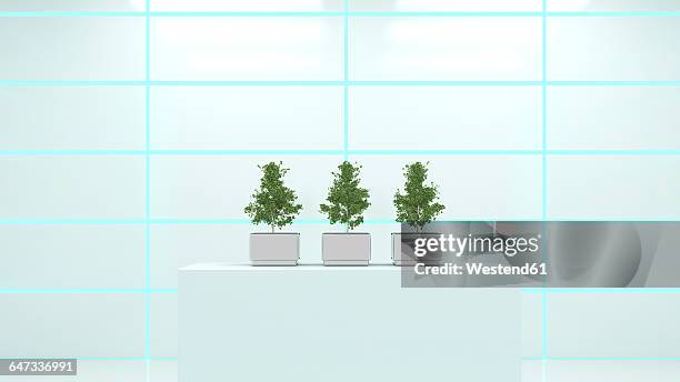 cultivated ginko trees in a laoratory, 3d rendering - tree base stock illustrations