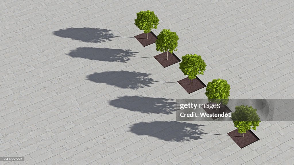Row of five sugar maples on a square seen from above, 3D Rendering