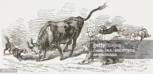 Bull being attacked by dogs, allegory of Clorinda, illustration from The Liberation of Jerusalem by Torquato Tasso , canto III, XXXII, Volume 1 with...
