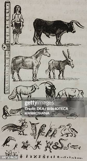 Voyage To Lilliput Photos And Premium High Res Pictures Getty Images voyage-to-lilliput-photos-and-premium-high-res-pictures-getty-images