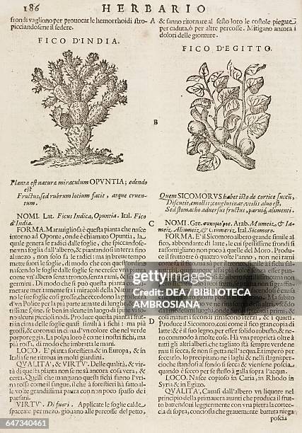 India Fig-tree and Fico d'Egitto , page from the Herbario Nuovo by Castore Durante , engravings by Leonardo Norsini Parasole and Isabella Parasole,...