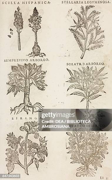 Scilla hispanica, Semprevivo arboreo, Siringa, Stellaria leguminosa, Solatro arboreo, Solatro di Ierico, page from the Herbario Nuovo by Castore...