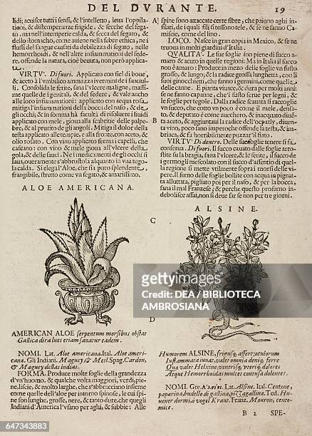 Aloe americana and Alsine , page from the Herbario Nuovo by Castore Durante , engravings by Leonardo Norsini Parasole and Isabella Parasole, edition...