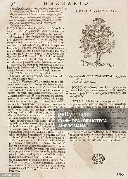 Apio montano , page from the Herbario Nuovo by Castore Durante , engravings by Leonardo Norsini Parasole and Isabella Parasole, edition of 1636.