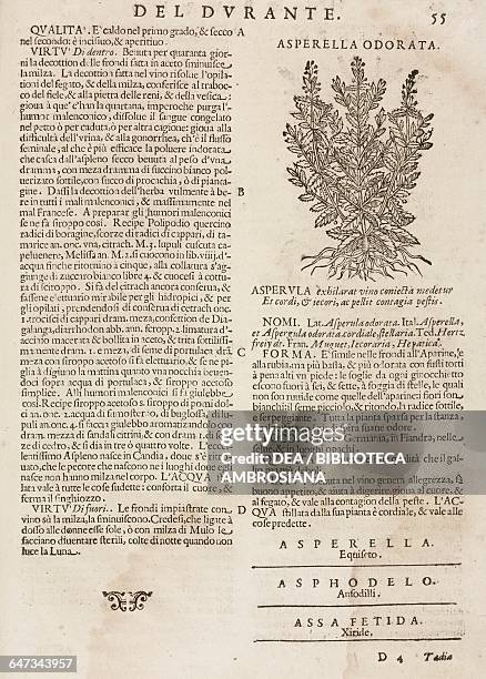 Asperella odorata , page from the Herbario Nuovo by Castore Durante , engravings by Leonardo Norsini Parasole and Isabella Parasole, edition of 1636.
