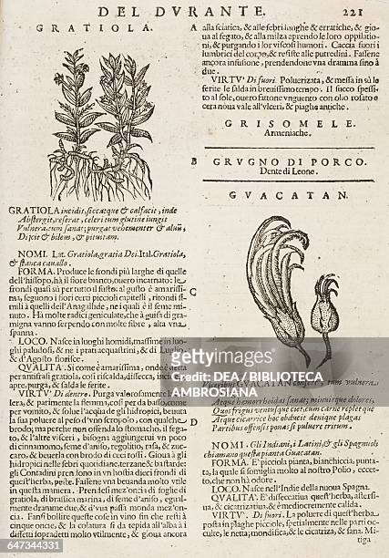 Gratiola and Guacatan , page from the Herbario Nuovo by Castore Durante , engravings by Leonardo Norsini Parasole and Isabella Parasole, edition of...