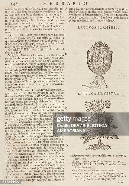 Lattuga franzese and Lattuga silvestre , page from the Herbario Nuovo by Castore Durante , engravings by Leonardo Norsini Parasole and Isabella...