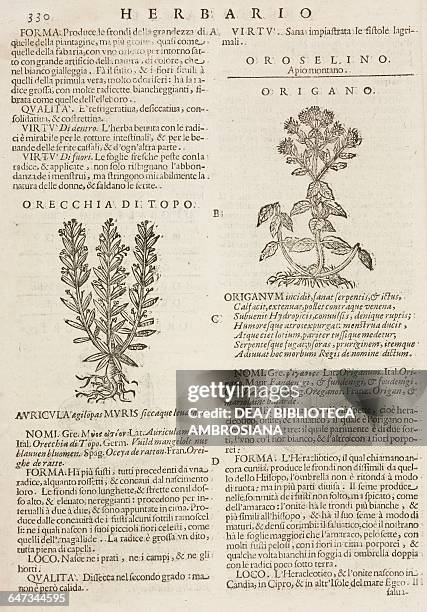 Orecchia di topo and Origan , page from the Herbario Nuovo by Castore Durante , engravings by Leonardo Norsini Parasole and Isabella Parasole,...