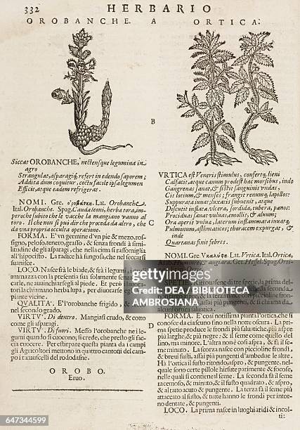 Orobanche and Nettle , page from the Herbario Nuovo by Castore Durante , engravings by Leonardo Norsini Parasole and Isabella Parasole, edition of...