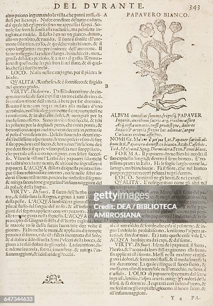 Papavero bianco , page from the Herbario Nuovo by Castore Durante , engravings by Leonardo Norsini Parasole and Isabella Parasole, edition of 1636.