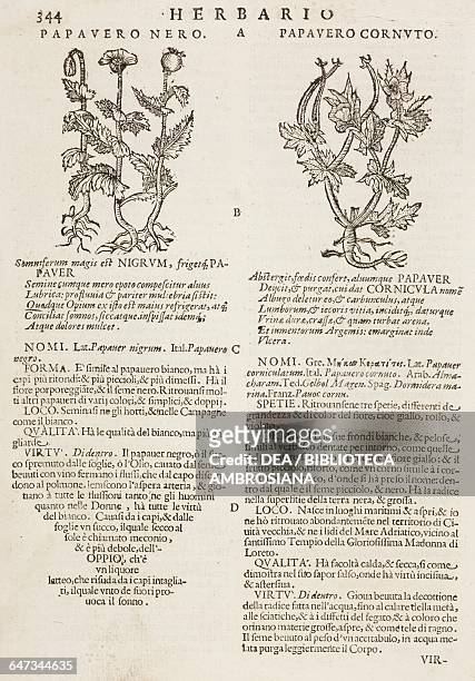Papavero nero and Papavero cornuto , page from the Herbario Nuovo by Castore Durante , engravings by Leonardo Norsini Parasole and Isabella Parasole,...