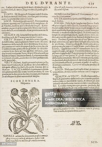 Scorzonera hispanica , page from the Herbario Nuovo by Castore Durante , engravings by Leonardo Norsini Parasole and Isabella Parasole, edition of...