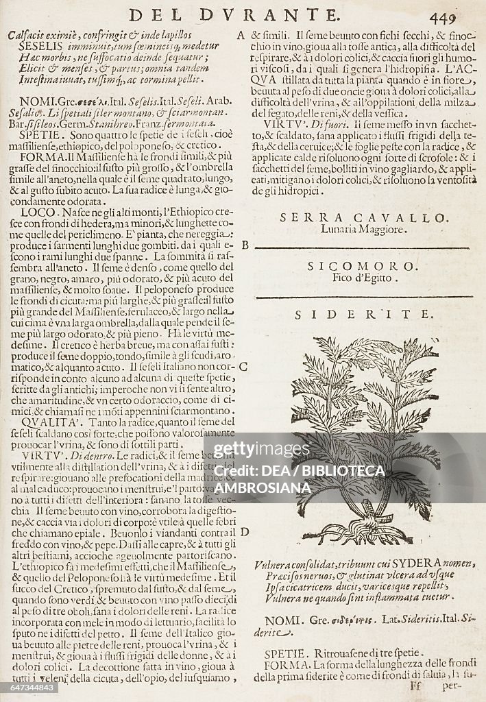 Siderite, Herbario Nuovo by C. Durante, engravings