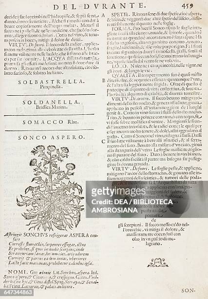 Sonco aspero , page from the Herbario Nuovo by Castore Durante , engravings by Leonardo Norsini Parasole and Isabella Parasole, edition of 1636.