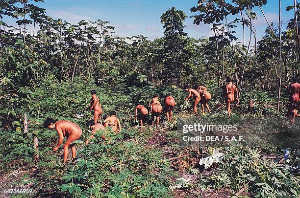 Yanomami men harvesting and farming, Parica, The Amazon rainforest, Venezuela.