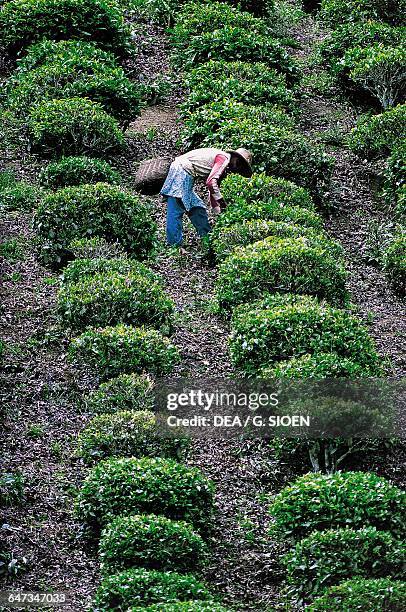 Man picking tea, San Paolo, Brazil.
