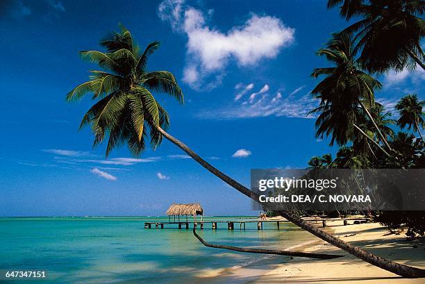 Palm tree and pier on Pigeon Point Beach, Republic of Trinidad and Tobago.