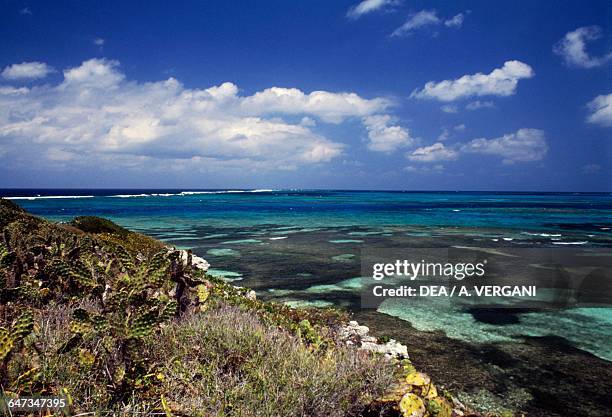 Cactus on the east coast of the northern cape of Grand Turk island, Turks and Caicos islands, British Overseas Territory.