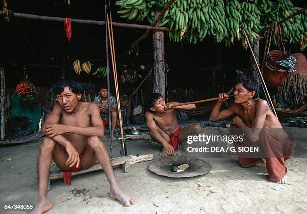 Group of Yanomami men taking Yopo, Anadenanthera colubrina seeds, used to induce a state of trance and visions and to communicate with the spirits,...