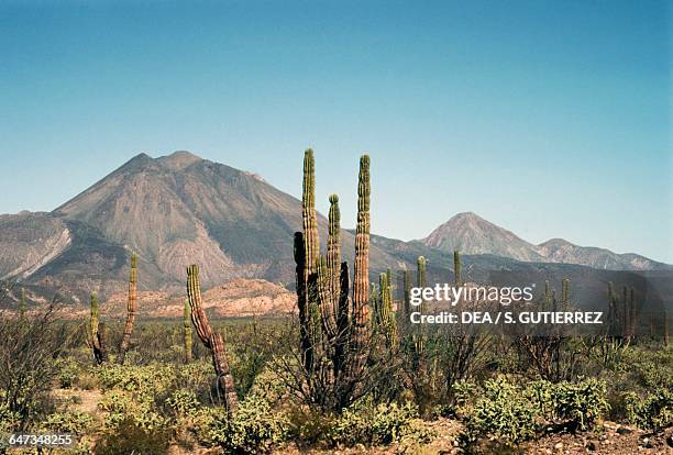 Cactus in Baja California, with the Tres Virgenes volcanic complex in the background, Mexico.