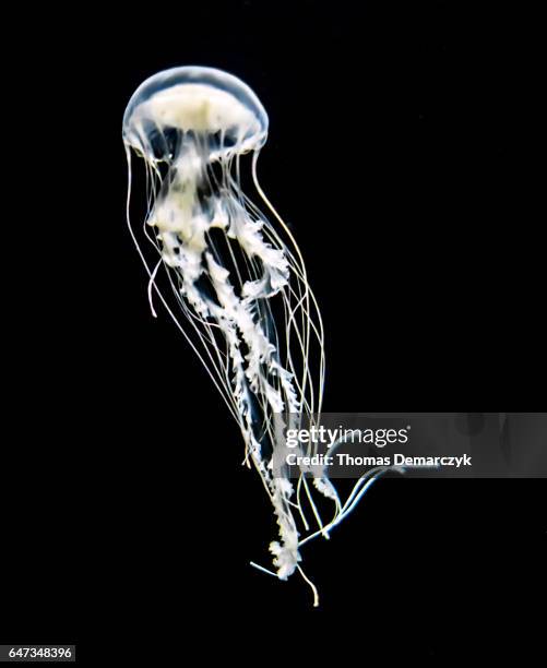 yellyfish - jellyfish - fotografias e filmes do acervo