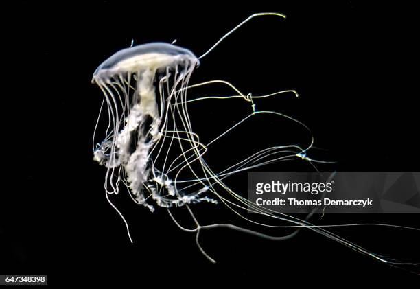 yellyfish - edible jellyfish stock-fotos und bilder