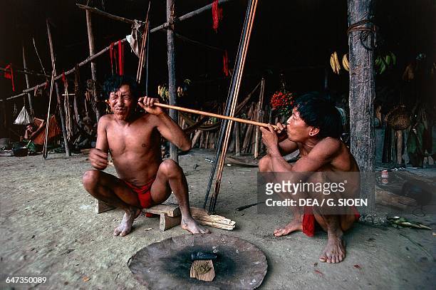 Yanomami Indians taking Yopo, Anadenanthera colubrina seeds, used to induce a state of trance and visions and to communicate with the spirits, near...