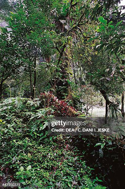 Vegetation of the Mesoamerican tropical forest, Selva Lacandona, State of Chiapas, Mexico.