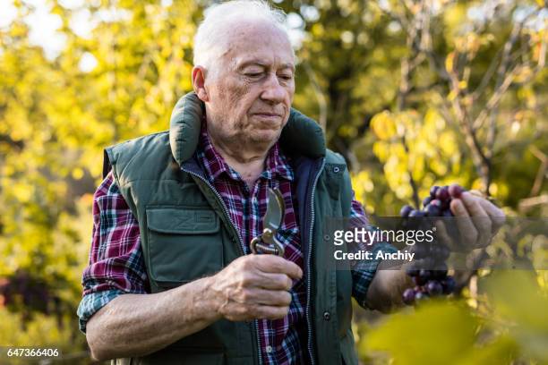 senior vinter publieksdiplomatie grpaes in zijn wijngaard - vinter stockfoto's en -beelden