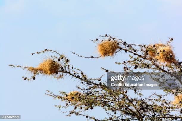 Whistling Thorn, Vachellia drepanolobium, syn, Acacia drepanolobium, Satao Elerai Conservancy, Near Amboseli National Park, Kenya.