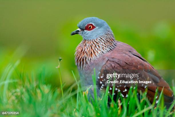 155 Speckled Pigeon Stock Photos High Res Pictures And Images Getty 155-speckled-pigeon-stock-photos-high-res-pictures-and-images-getty