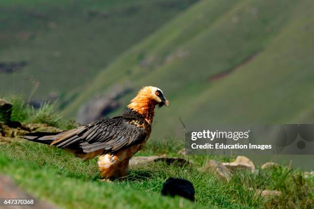 Bearded vulture or lammergeier or ossifrage, Gypaetus barbatus, Giant's Castle Game Reserve, Ukhlahlamba Drakensberg Park, KwaZulu Natal, South...