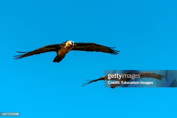 Bearded vulture or lammergeier or ossifrage, Gypaetus barbatus, adult and juvenile in flight, Giant's Castle Game Reserve, Ukhlahlamba Drakensberg...