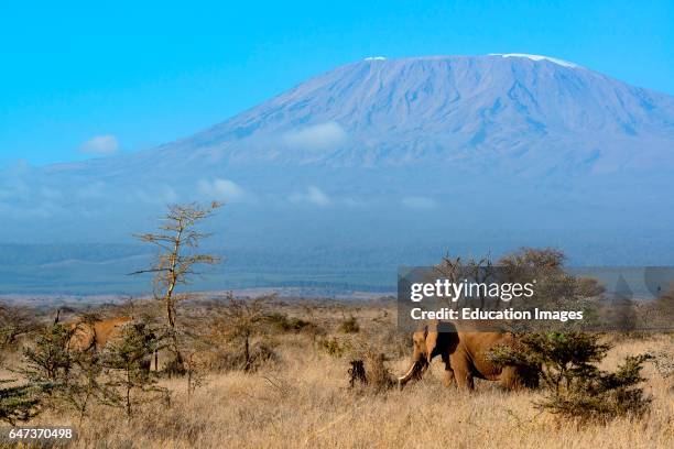 African bush elephant, Loxodonta Africana, with Mount Kilimanjaro, in Tanzania, on the left, in the background, Satao Elerai Conservancy, Near...