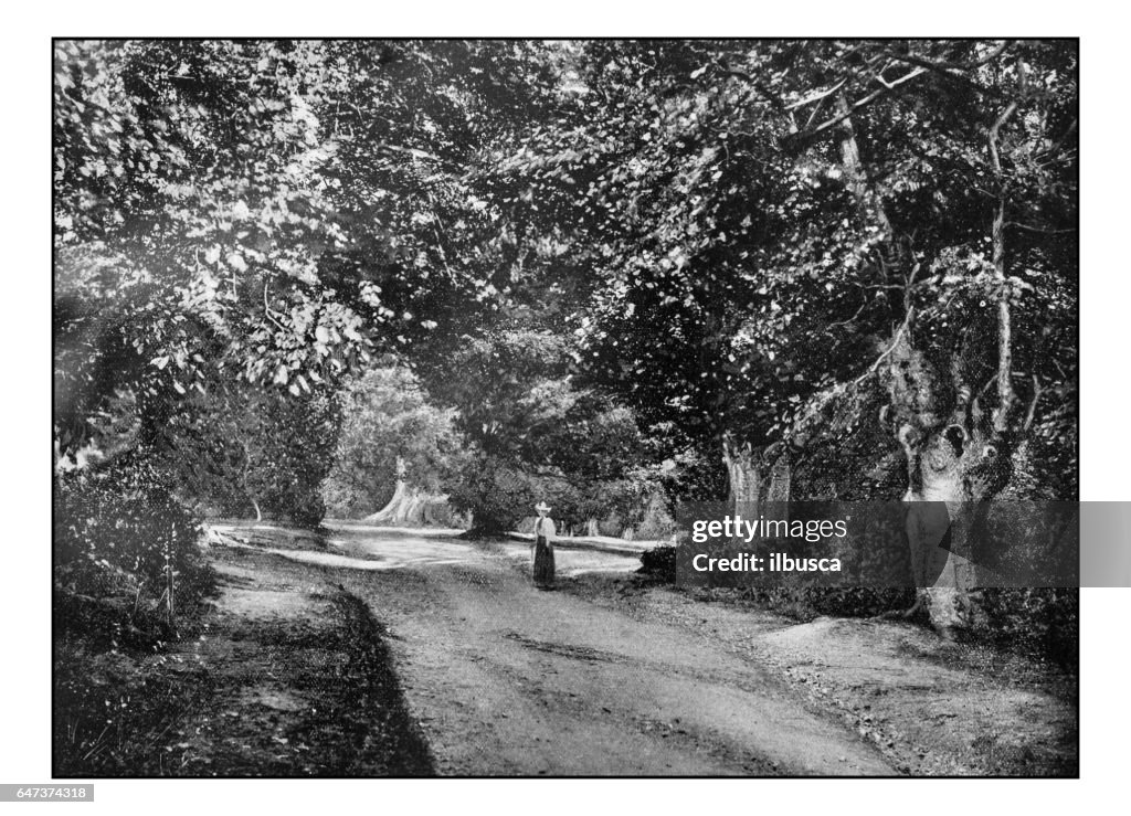 Antique London's photographs: Burnham Beeches