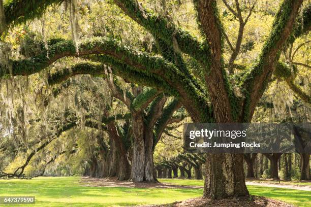 Live Oaks planted in 1743, Boone Hall Plantation and Gardens near Charleston, Mt Pleasant, South Carolina, USA.