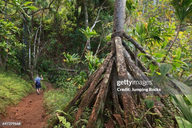 Hawaii Tree Roots 210 Prop Roots Stock Photos, High-Res Pictures, and Images - Getty Images