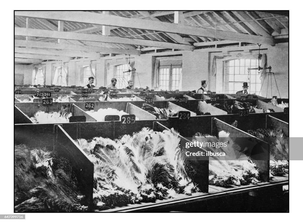 Antique London's photographs: Ostrich Feathers at the Cutler Street Warehouses
