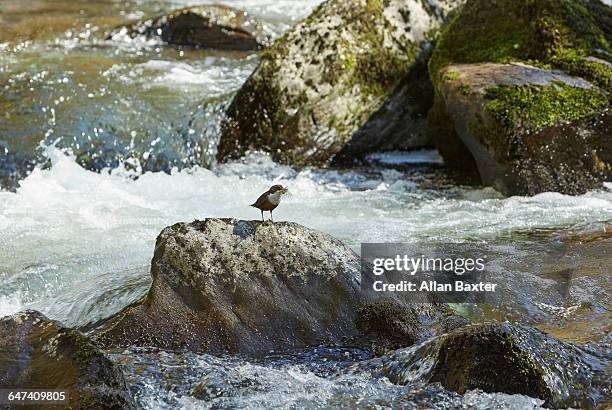 white throated dipper nesting in exmoor - exmoor national park stock pictures, royalty-free photos & images