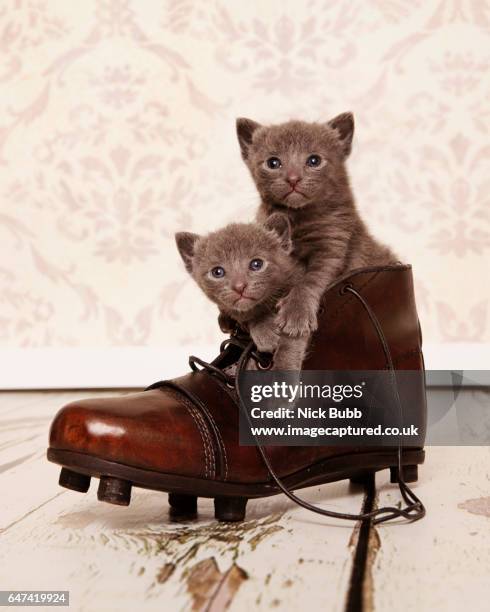 british blue kittens in a boot - rugby boot stock pictures, royalty-free photos & images