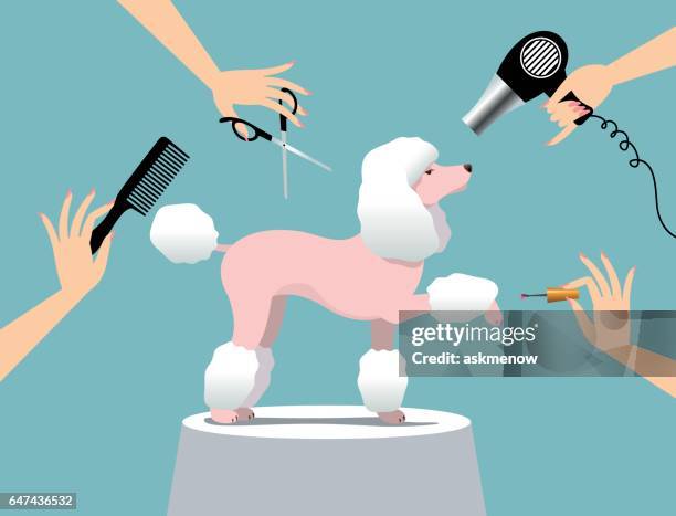 stockillustraties, clipart, cartoons en iconen met hond verzorgen - haar föhnen